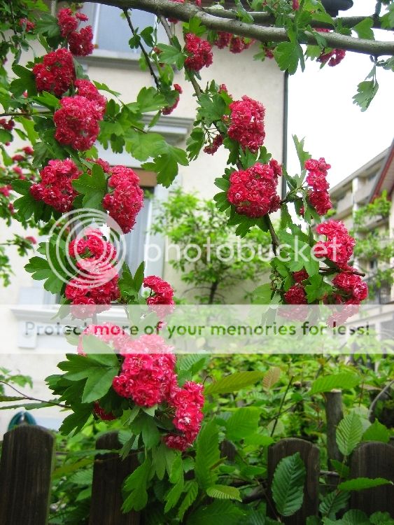 photo 2014_05-013_zps0ed7db06.jpg