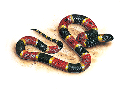 Coral Snake Drawing gif by XemnasEternalAxel81 | Photobucket Coral Snake Drawing gif by XemnasEternalAxel81 | Photobucket