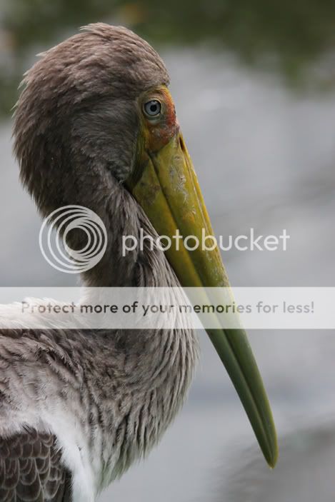 IMAGE: http://i896.photobucket.com/albums/ac164/aerideata/1.jpg