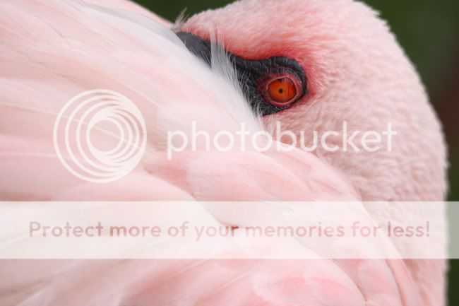 IMAGE: http://i896.photobucket.com/albums/ac164/aerideata/3.jpg