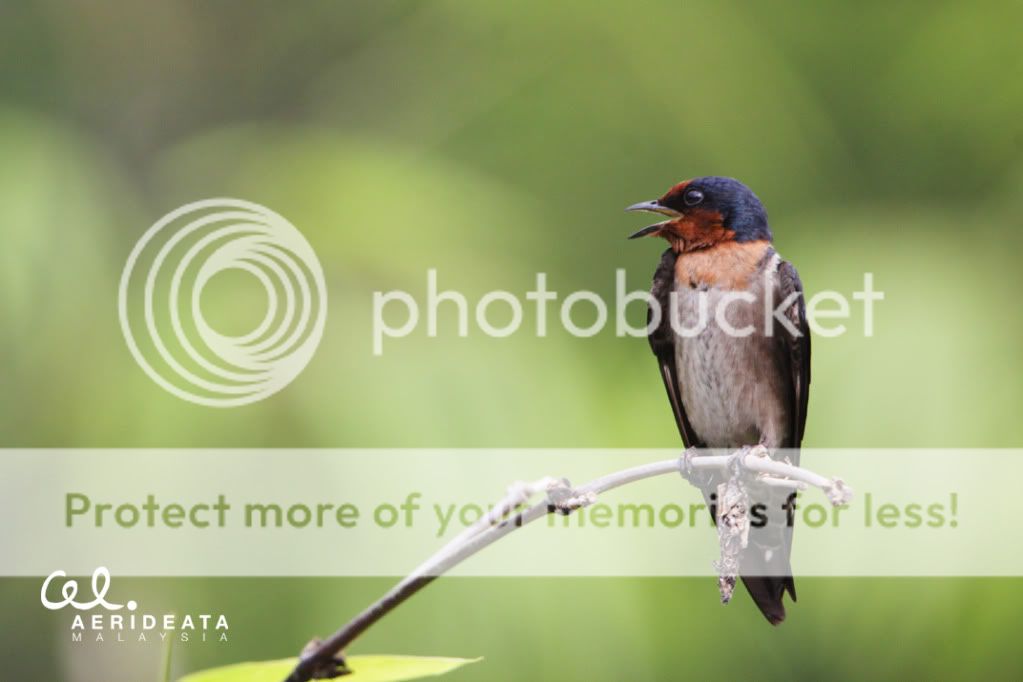 IMAGE: http://i896.photobucket.com/albums/ac164/aerideata/birdb.jpg