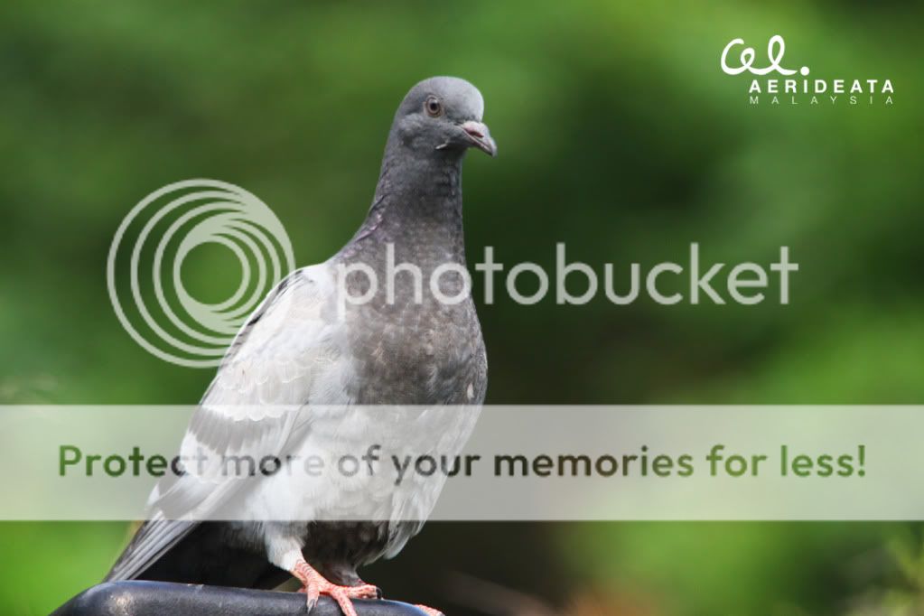 IMAGE: http://i896.photobucket.com/albums/ac164/aerideata/birdc.jpg