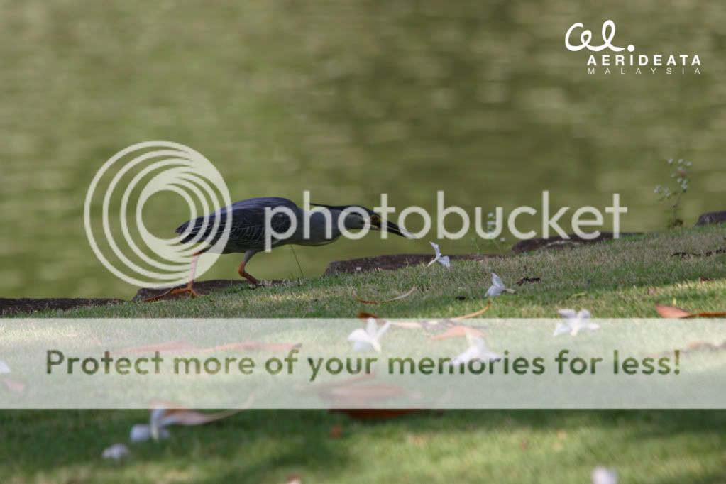 IMAGE: http://i896.photobucket.com/albums/ac164/aerideata/birdd.jpg