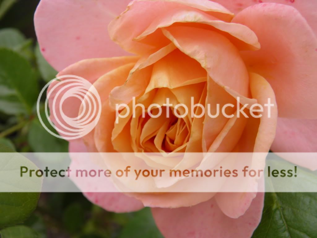 Lady of the Mist upclose