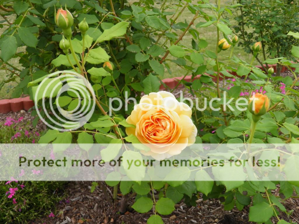 Golden Celebration Shrub