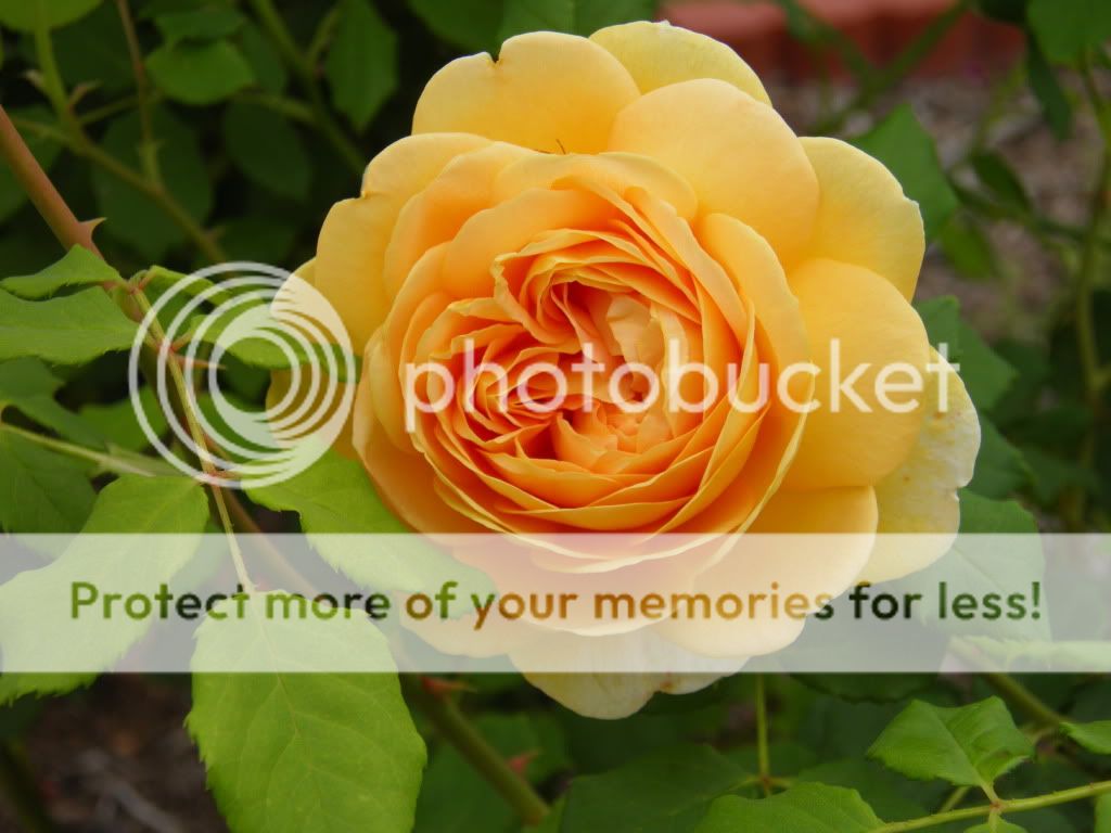 GC, sunshine in a bloom