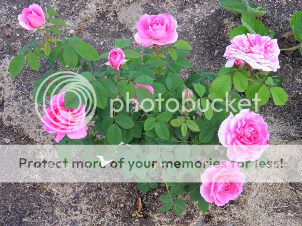 Gertrude Jekyll Bush 2010 Yr 1