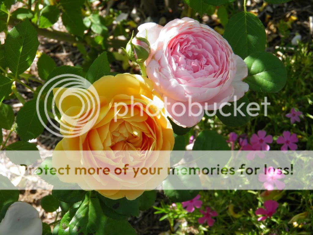 Golden Celebration w/ Queen of Sweden