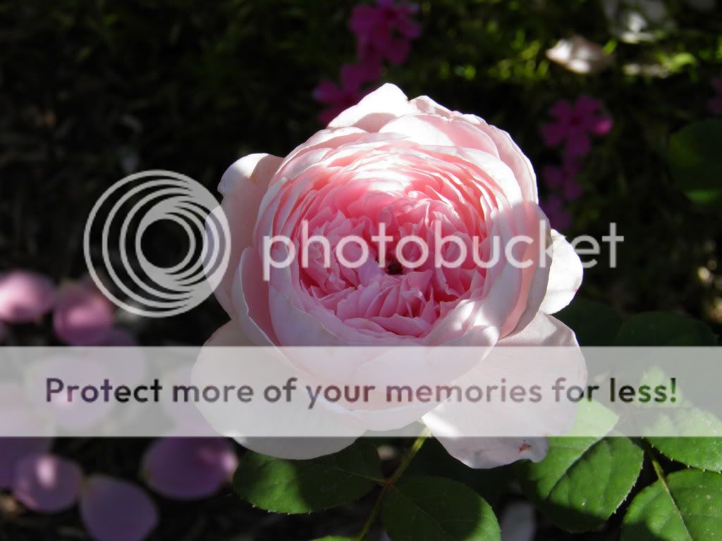 Queen of Sweden in the morning