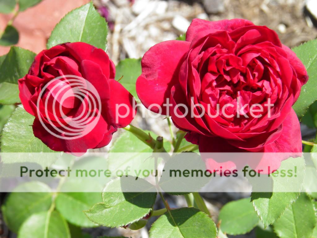 Darcey Bussell blooms