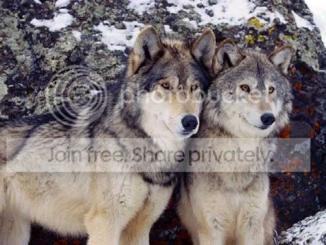 wolfs Pictures, Images and Photos