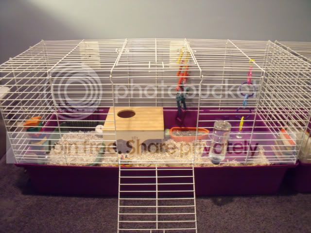 guineapigs.jpg